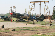 Click to enlarge Red Tails