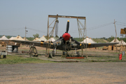 Click to enlarge Red Tails